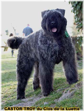 bouvier des flandres du clos de la luette - copyright déposé